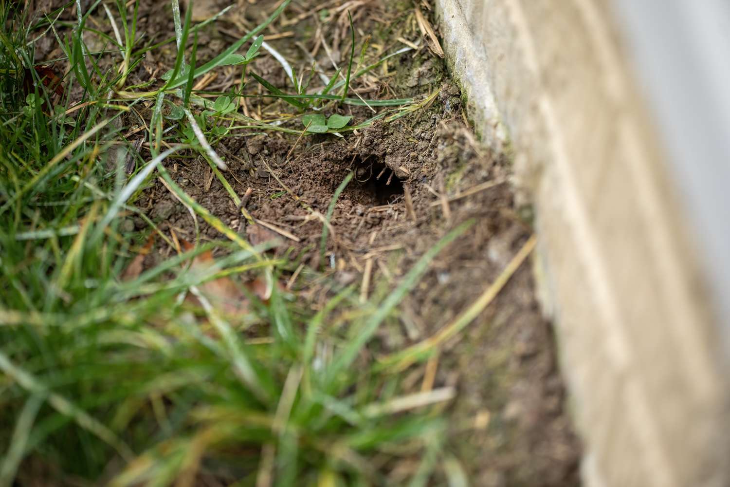 Here’s How To Identify What Animal Is Digging Holes In Your Yard