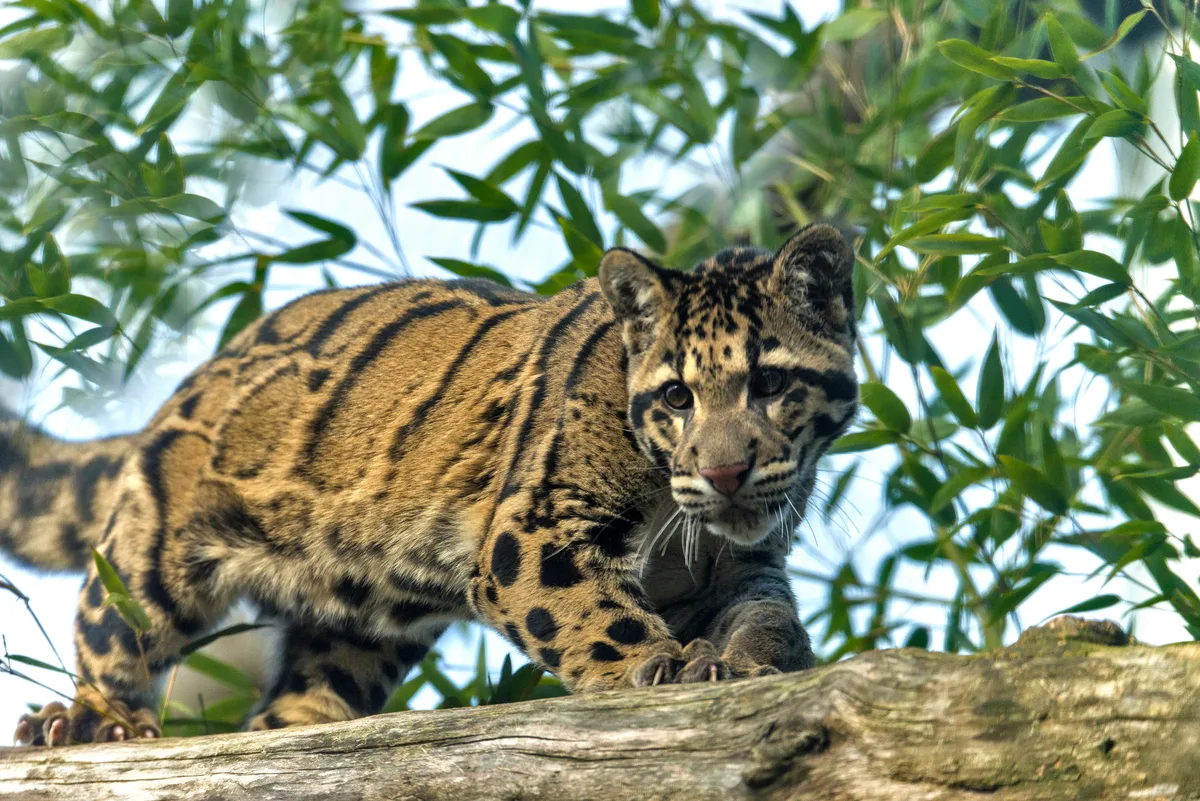 Clouded leopard