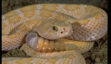 What’s the deadliest snake in USA?