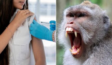 12-Year-Old Gets Rabies Vaccine After Monkey Attack at Popular Park