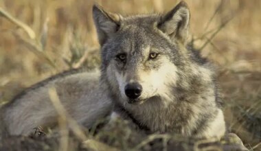 Wolf Sightings Reported Near Mary's Harbour