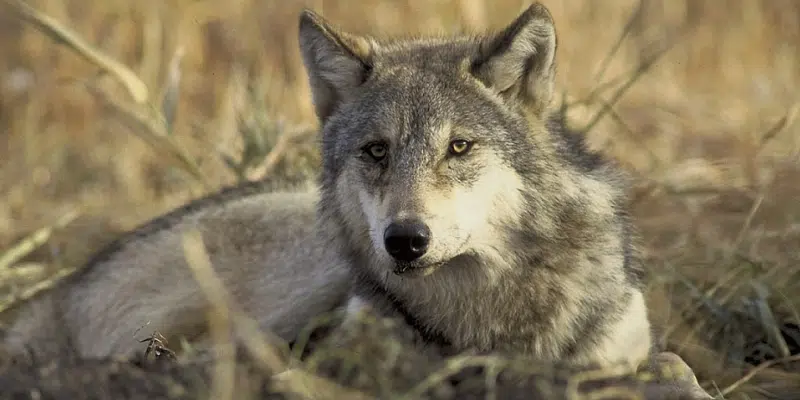Wolf Sightings Reported Near Mary's Harbour