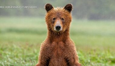 Canada wildlife decline ‘most severe’ in decades: WWF