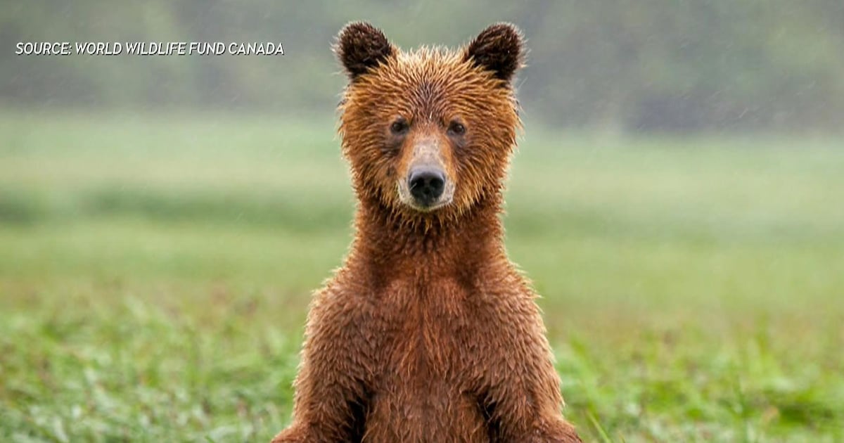 Canada wildlife decline ‘most severe’ in decades: WWF