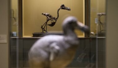 Biotech firm announces ‘pivotal step’ in effort to bring back the dodo - CTV News