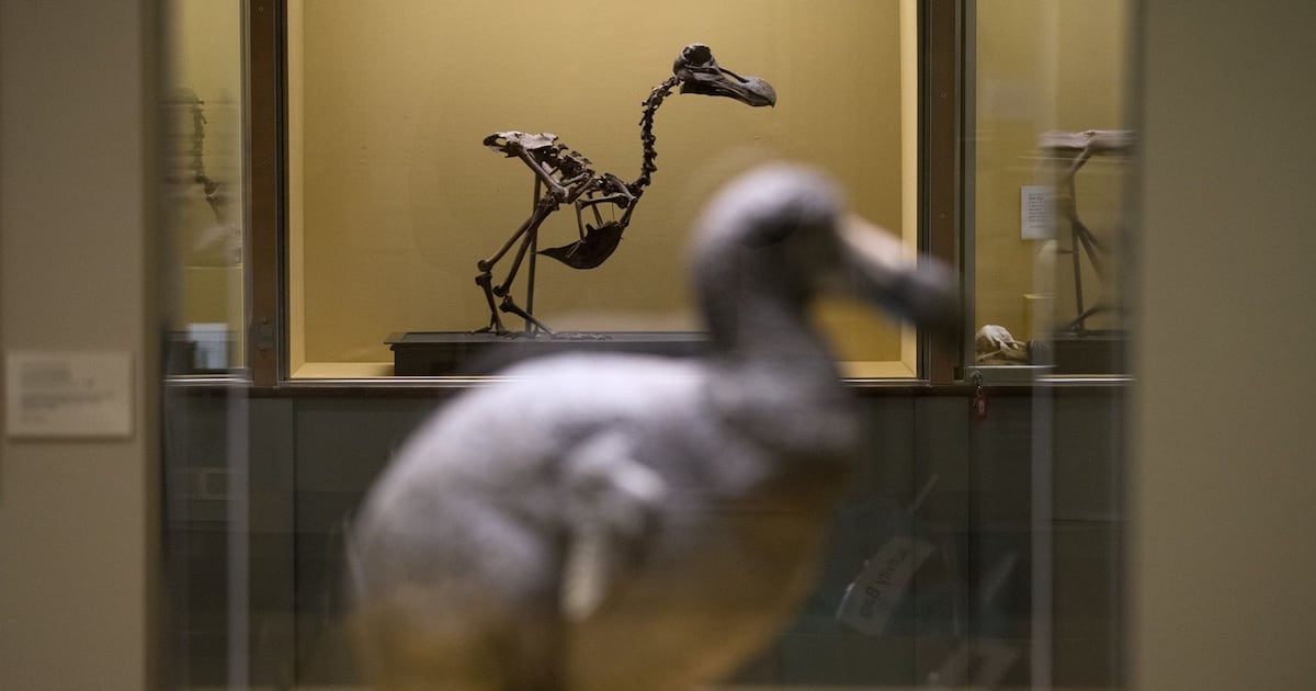 Biotech firm announces ‘pivotal step’ in effort to bring back the dodo - CTV News
