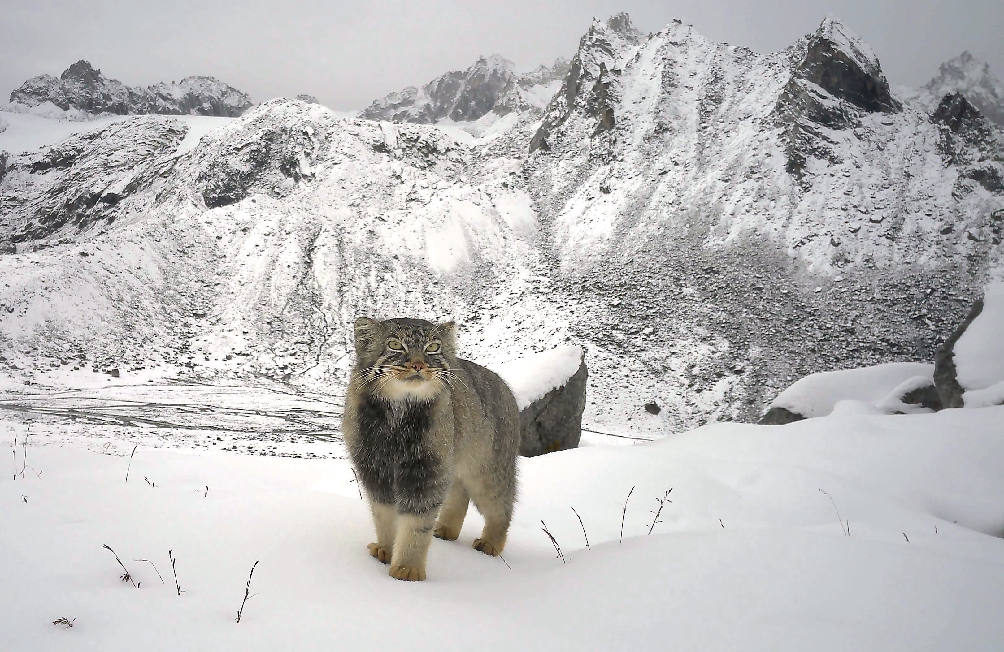 First Photographic Evidence of the 'Pallas's cat above 4992 masl.