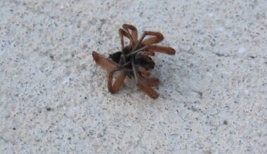 Why Do Dead Spiders Always Curl Up?