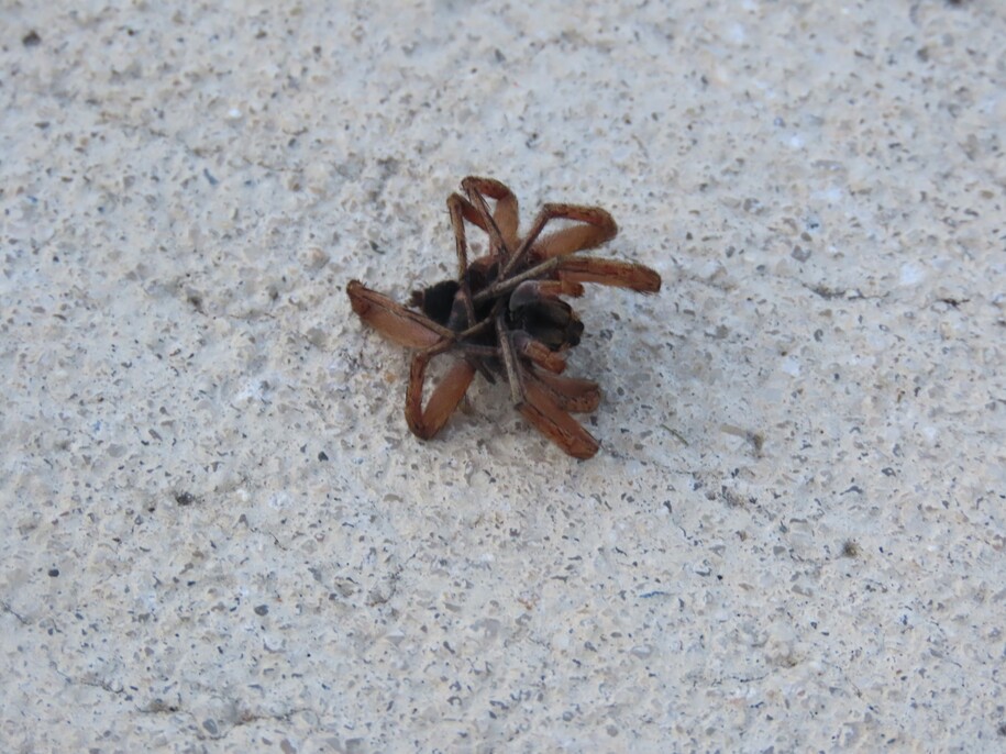 Why Do Dead Spiders Always Curl Up?