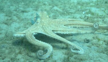 Unlike Our Stupid Human Arms, Octopus Arms Are All Equally Beautiful And Talented