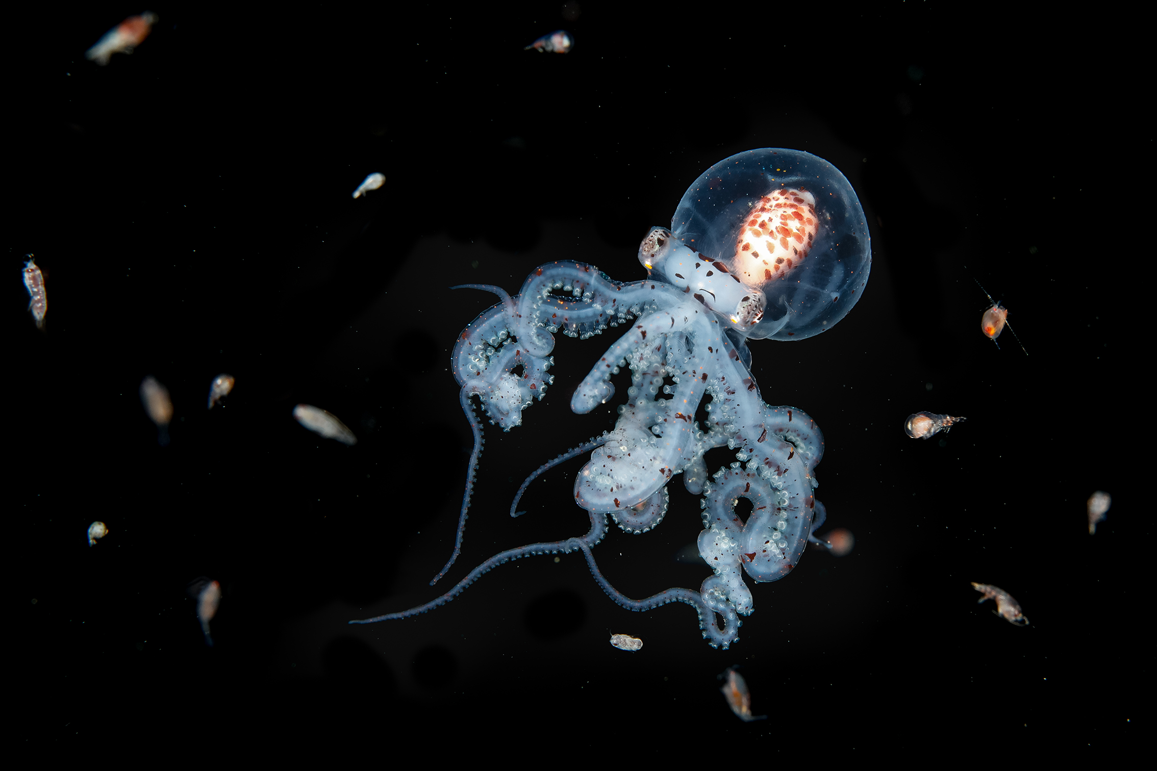 A translucent octopus with a bell-shaped body swims among small organisms in a dark underwater setting