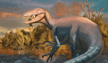 Deadly new dinosaur with giant killer claws discovered – with it's last meal still trapped in its teeth