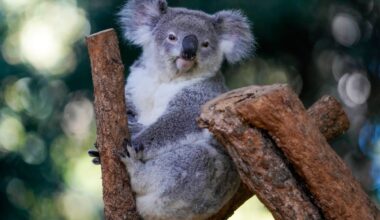World-first vaccine approved to save koalas from chlamydia