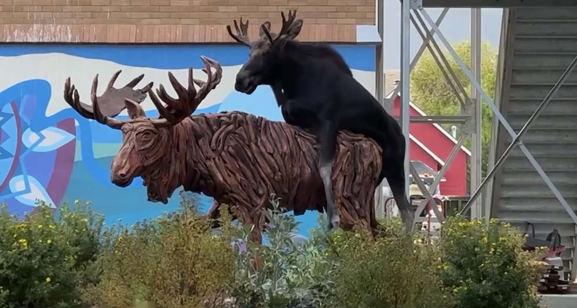 Cowboy State Daily logo