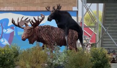 Cowboy State Daily logo