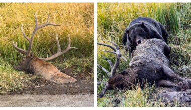 Cowboy State Daily logo