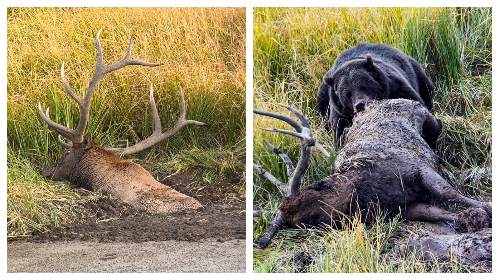 Cowboy State Daily logo