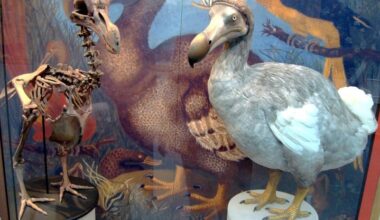 Colossal claims that dodo “de-extinction” is right around the corner (5-7 years). But at best they’ll get a “faux-doh”