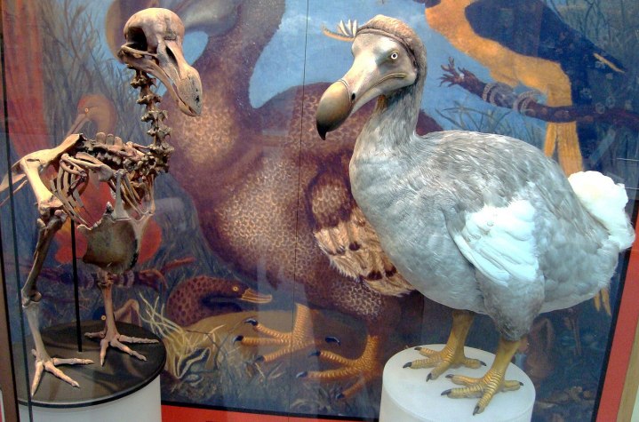 Colossal claims that dodo “de-extinction” is right around the corner (5-7 years). But at best they’ll get a “faux-doh”