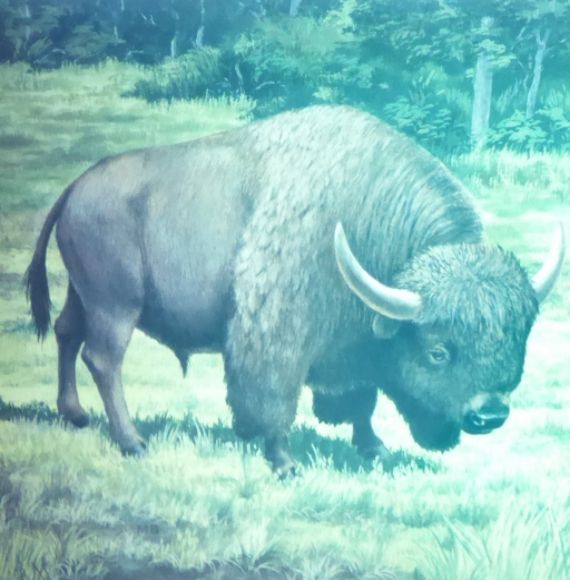  photo P1140628_zpshcl45pje.jpg