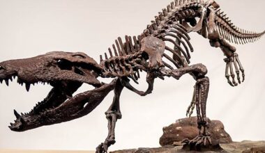 Researchers unearth skeleton of extinct ‘hypercarnivore’