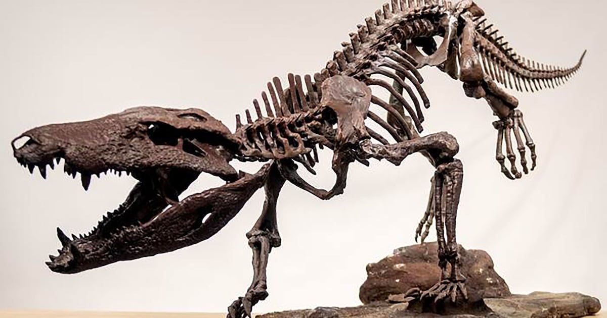 Researchers unearth skeleton of extinct ‘hypercarnivore’