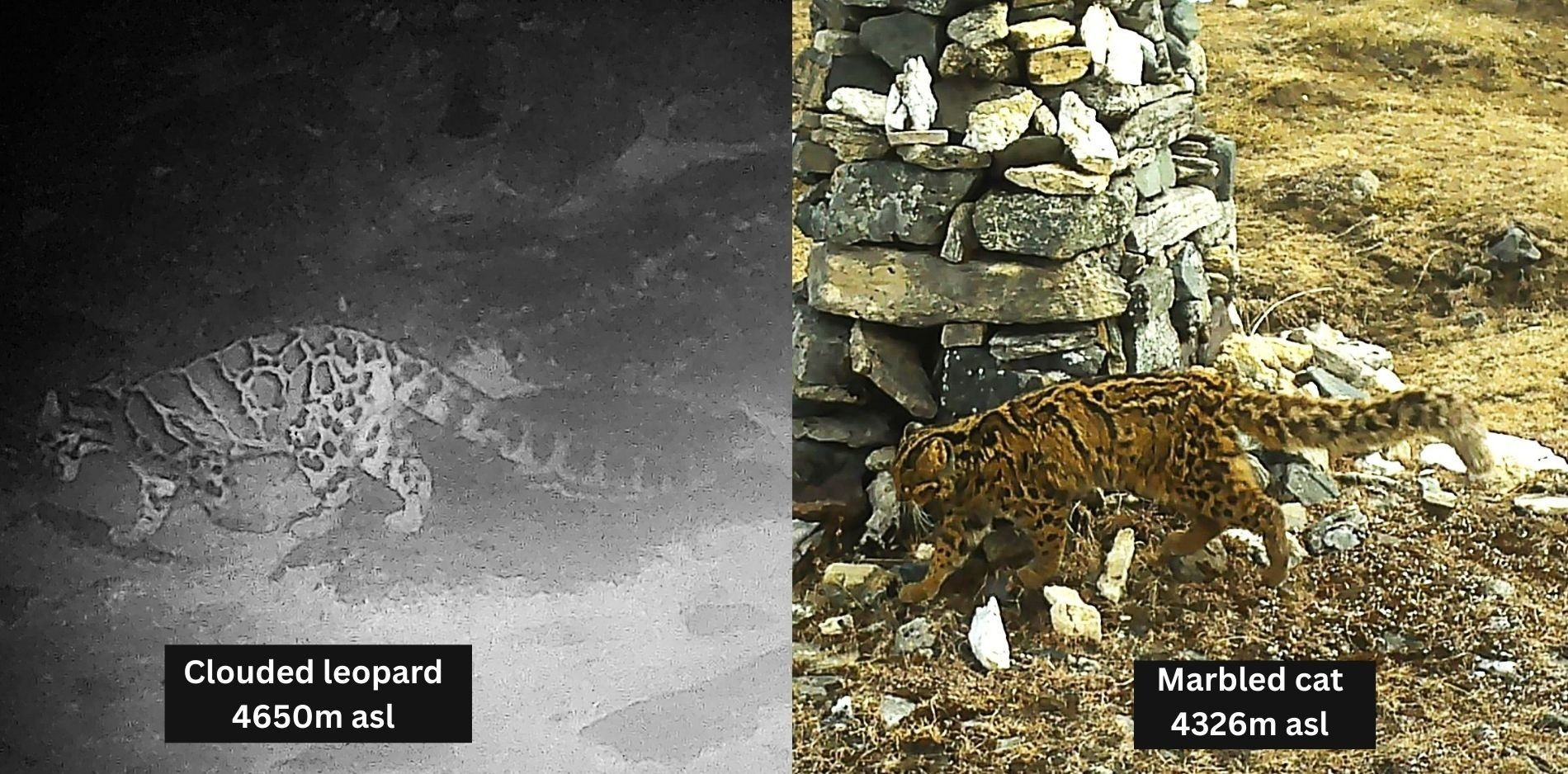 Snow leopard and common leopard scent marking on the same spot.