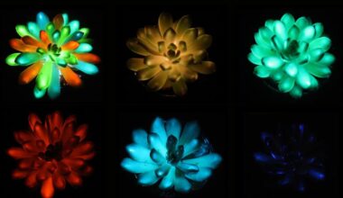 Scientists have created rechargeable, multicoloured, glow-in-the-dark succulent plants - CTV News