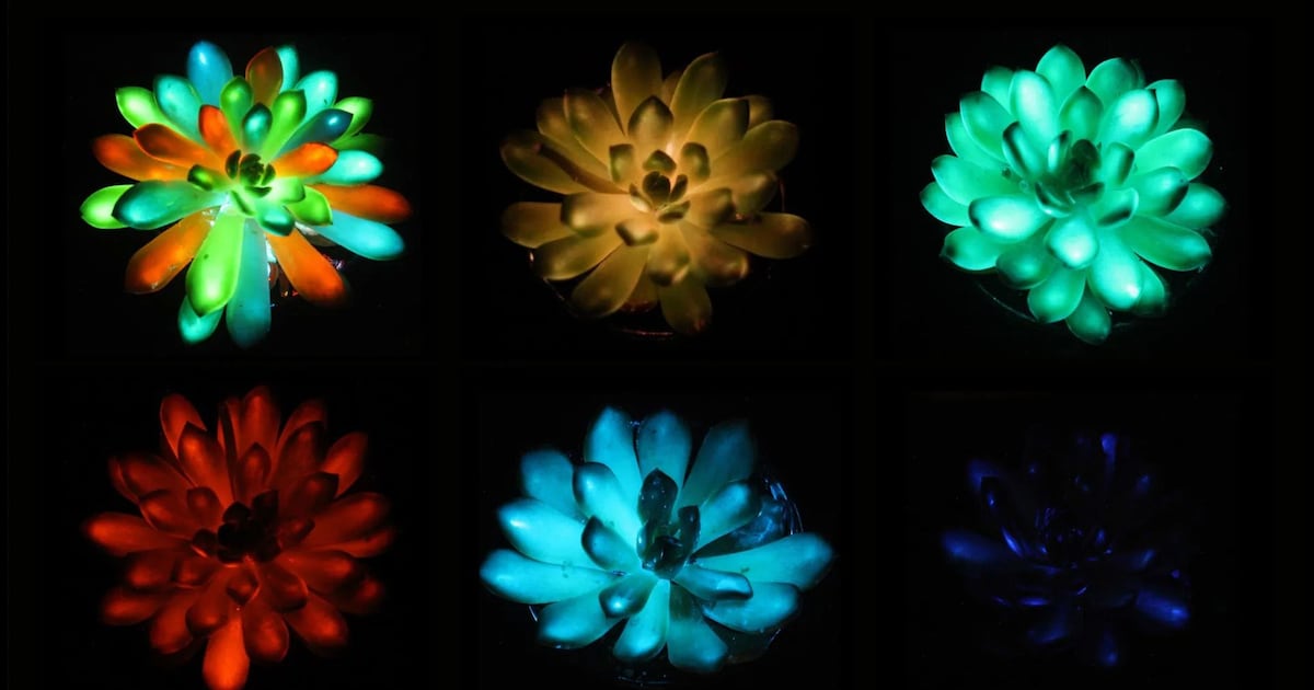 Scientists have created rechargeable, multicoloured, glow-in-the-dark succulent plants - CTV News