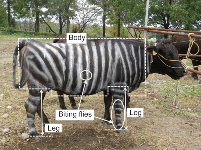 Example of the area of legs and body used to count biting flies on cows.