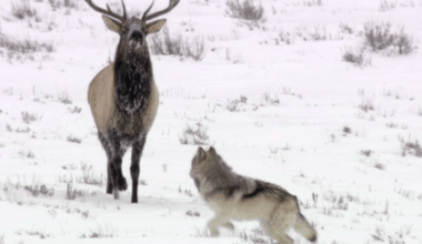 Watch amazing, jaw dropping footage of fearless elk chasing grey wolf in Yellowstone National Park