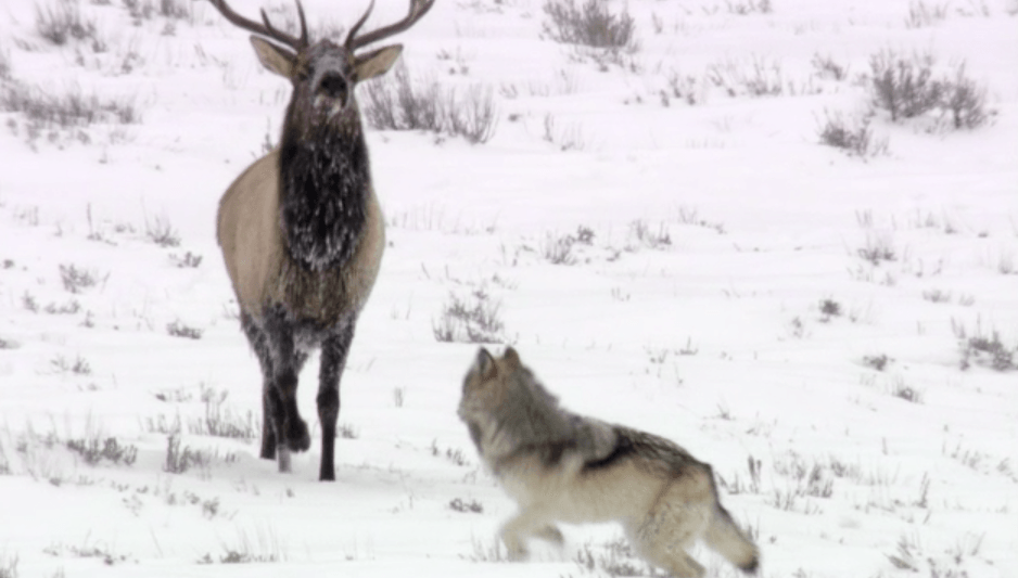 Watch amazing, jaw dropping footage of fearless elk chasing grey wolf in Yellowstone National Park