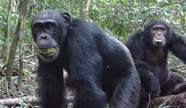 Wild Chimps Consume The Equivalent of a Beer a Day, Study Finds : ScienceAlert