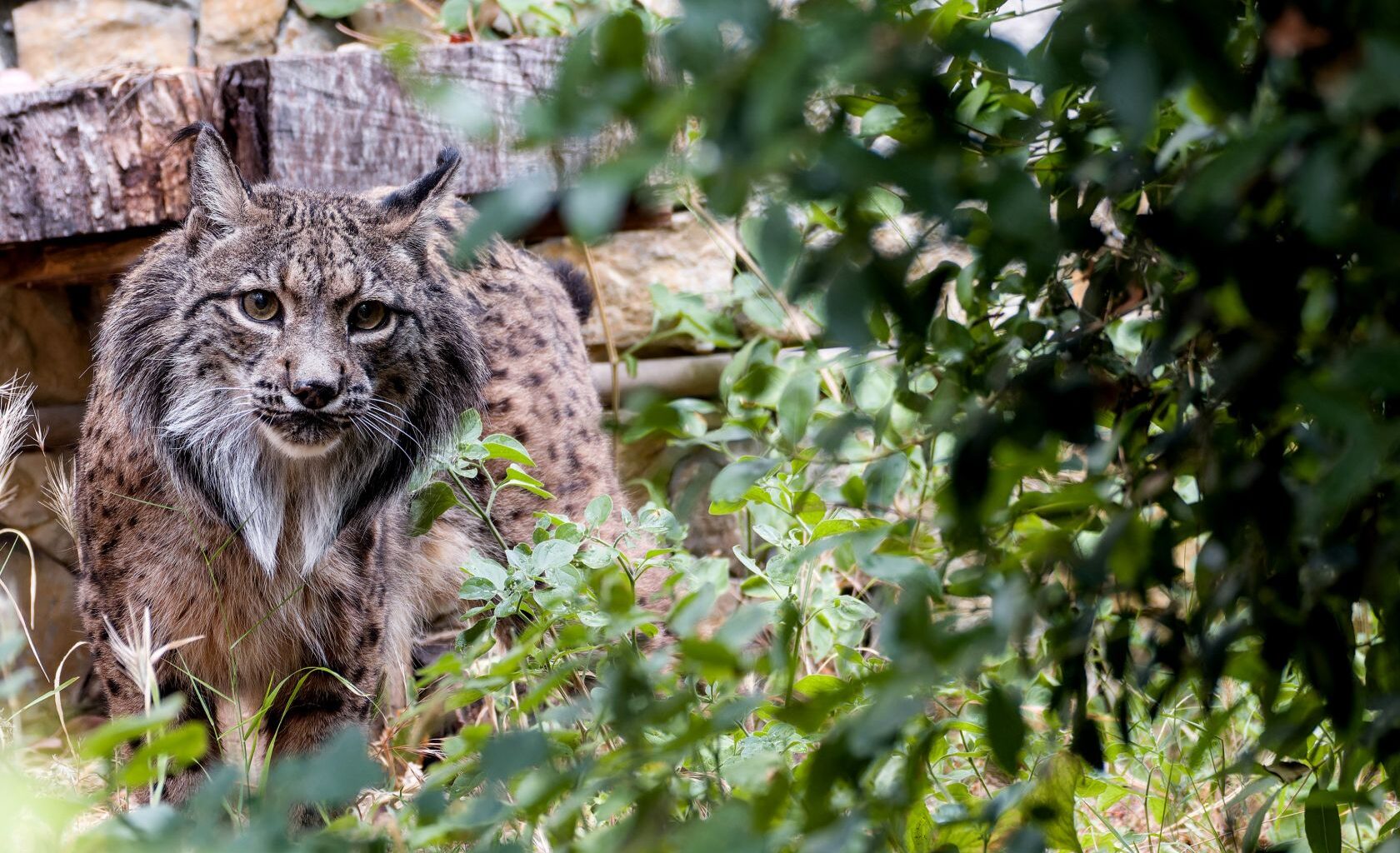 Algarve lynx spotted in the Pyrenees