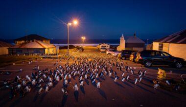 These tiny blue penguins have taken over a car park in Oamaru at night