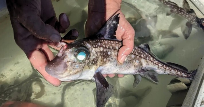 someone holding the toothy tenaculum of the spotted ratfish erect
