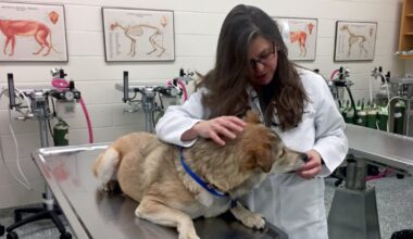 Canadian pet owners avoid veterinary visits: report
