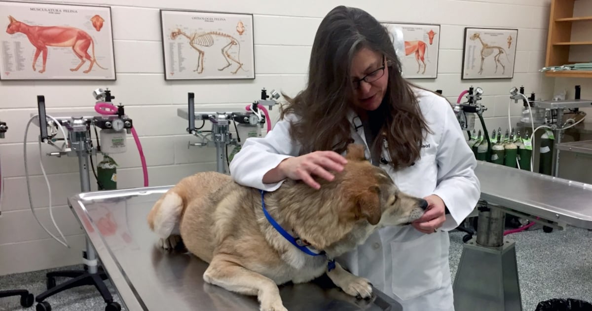 Canadian pet owners avoid veterinary visits: report