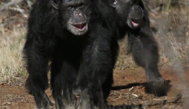 'Drunken Monkey' Theory: Chimps ingest alcohol daily: Study - CTV News
