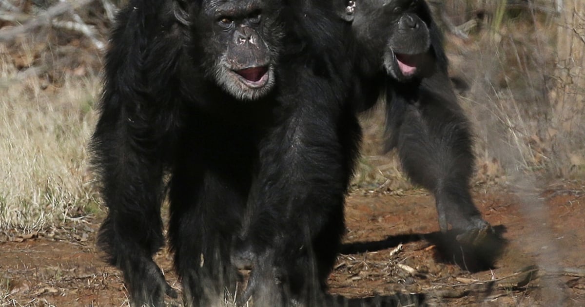 'Drunken Monkey' Theory: Chimps ingest alcohol daily: Study - CTV News