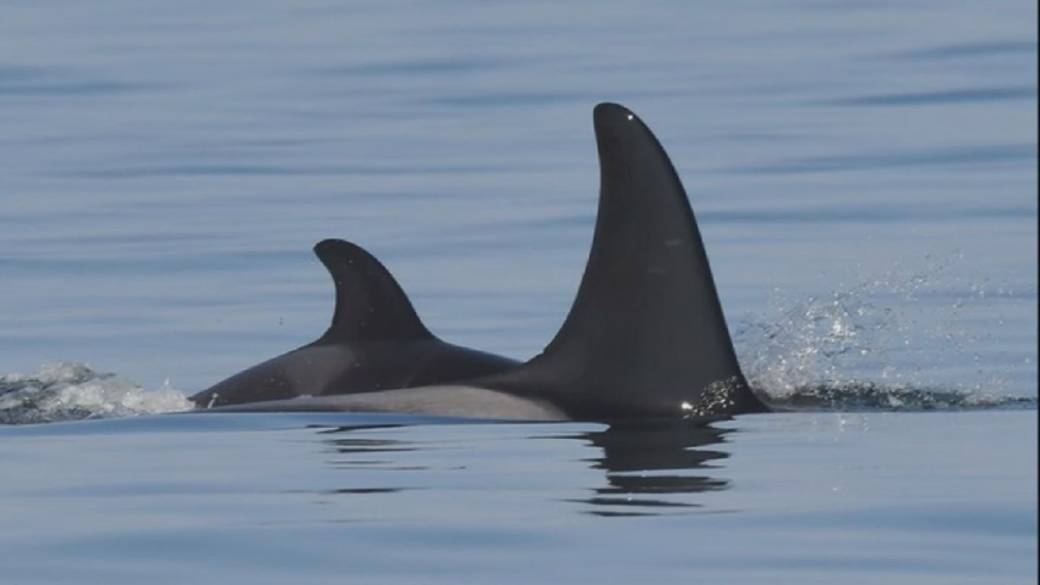 Click to play video: 'Orca who carried dead calf in B.C. waters gives birth again'