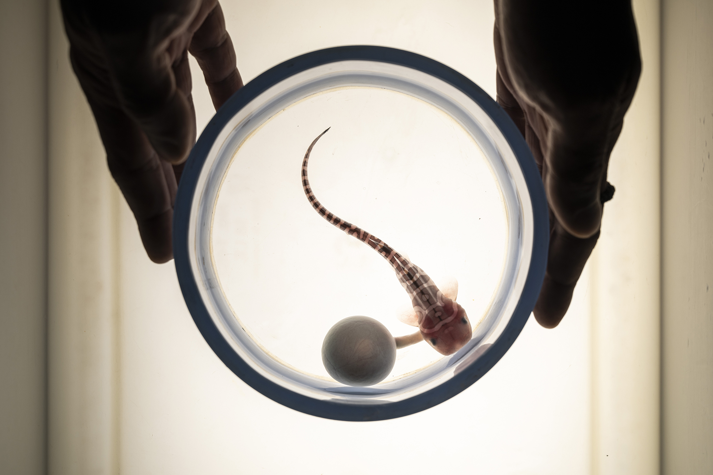 A translucent container holds a small, patterned fish embryo beside an unhatched egg, framed by two hands against a bright background