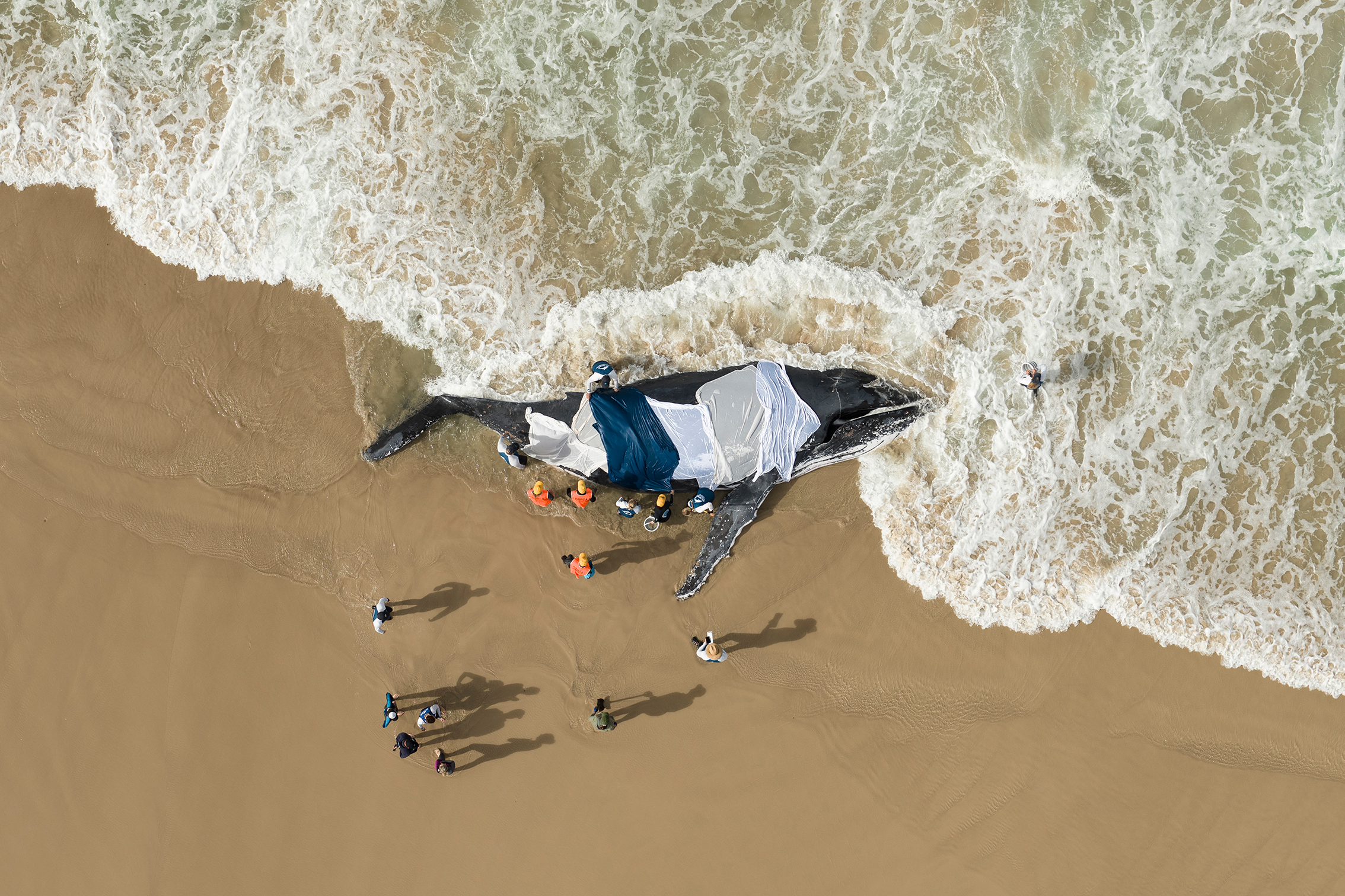 Rescuers gather around a stranded whale on a beach, covered with tarps, as waves crash nearby