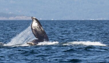 DFO using satellite tracker to monitor entangled humpback whale in B.C. - CTV News