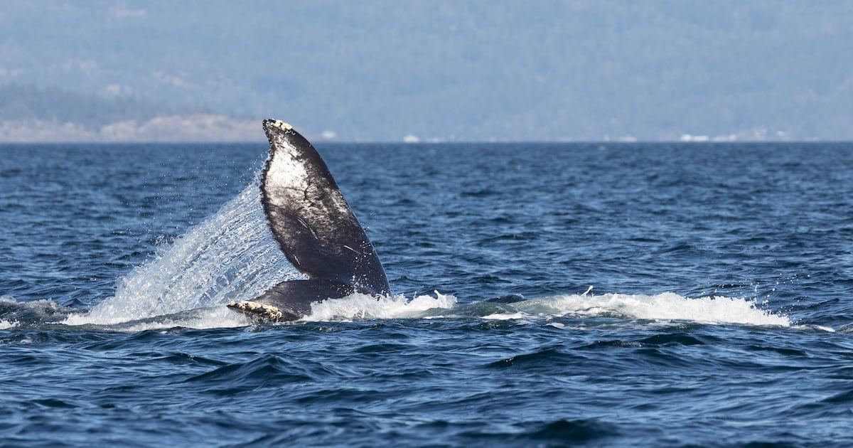 DFO using satellite tracker to monitor entangled humpback whale in B.C. - CTV News