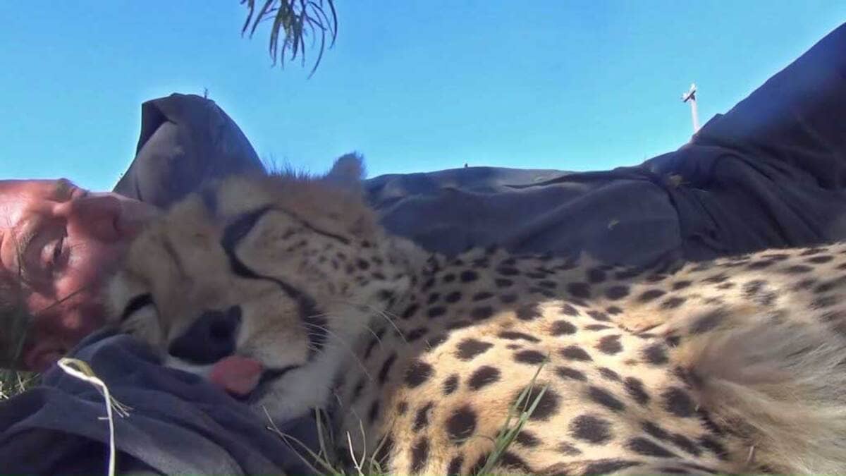 a cheetah sleeping against him 1