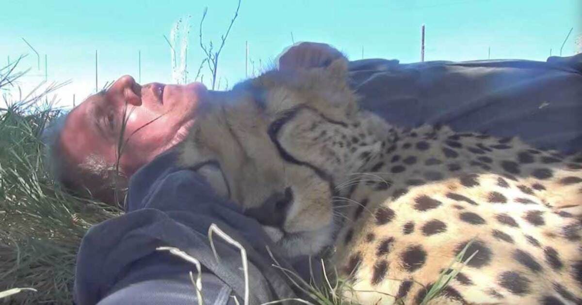 a cheetah sleeping against him 1
