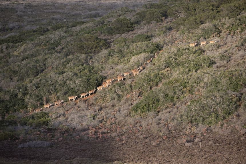 A herd of eland moves through vegetation on Chris Fallows' land.