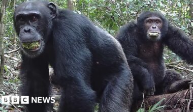 Chimps 'lager a day' in ripe fruit fuels drunken monkey theory