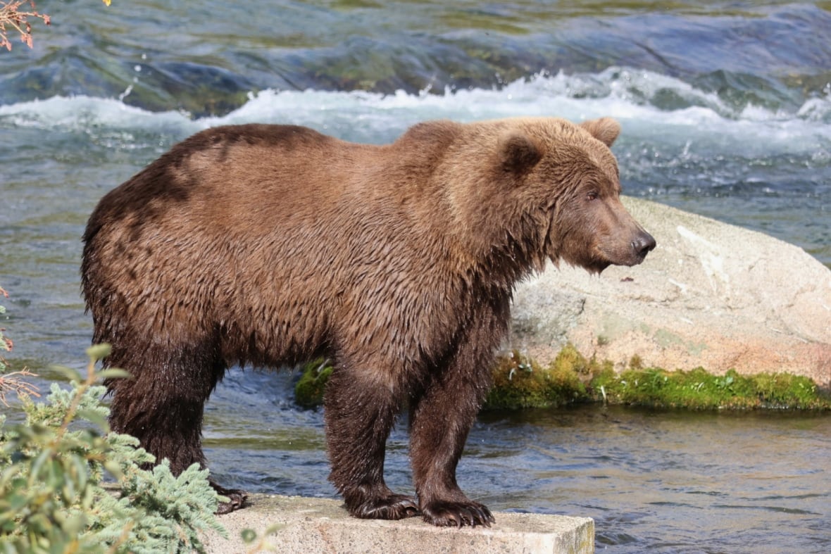 A big bear with light brown fur stands on a concrete barrier looking out over a river. Its legs are wet, indicating it just emerged from the water. 